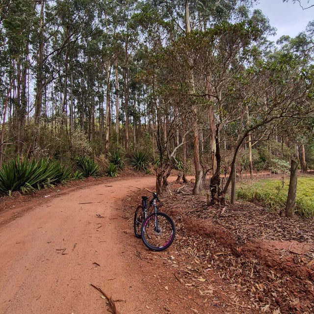 Bicicleta encostada em uma estrada de terra vermelha, ao lado de um bosque de eucaliptos
