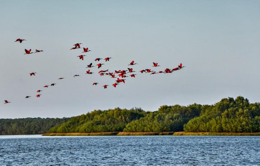 Balé dos Guarás -  Delta do Rio Parnaíba