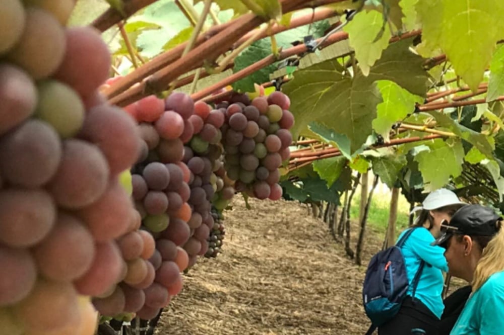 Roteiro do Vinho e Festa da Uva em Jundiái