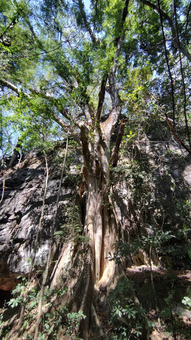 Gameleira