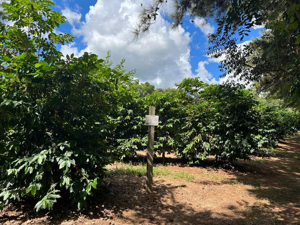 Visita à toscana brasileira: tour do café e do fubá (moinho de pedra) - Espírito Santo do Pinhal