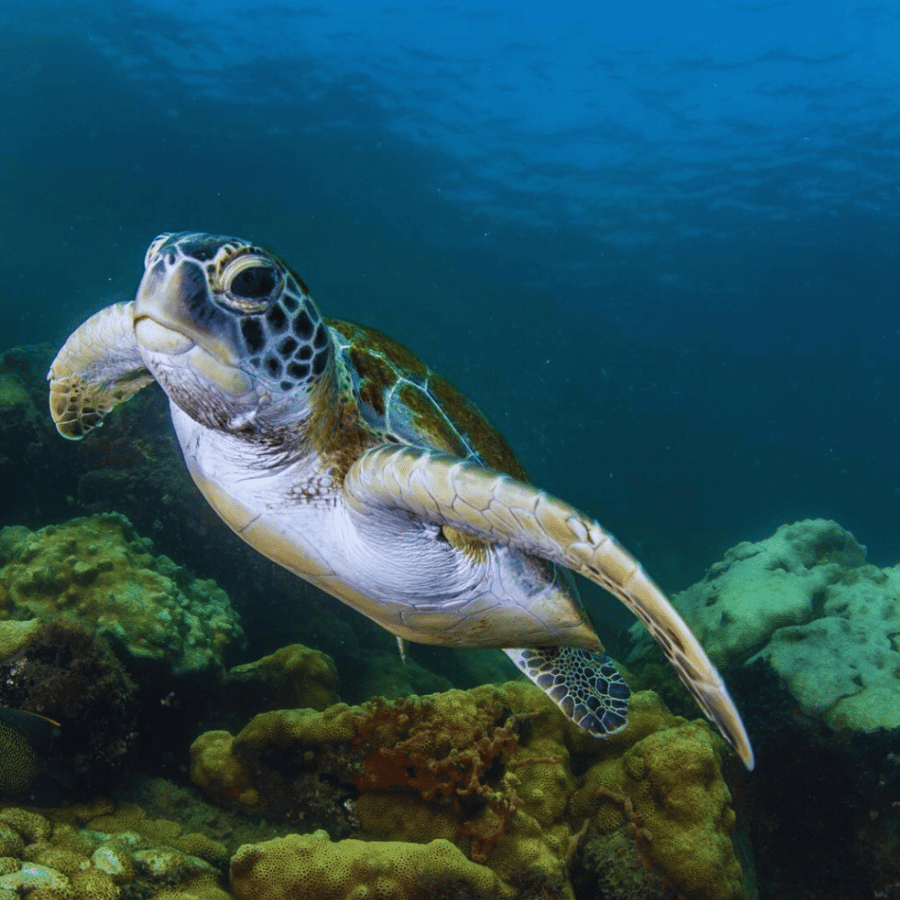 Toda a região e paradas são perfeitas para fazer snorkel e avistar animais marinhos 