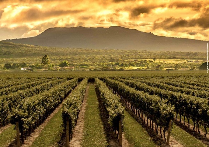 Rota do Vinho na Chapada Diamantina