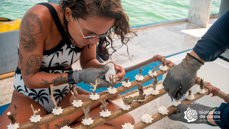 Bioturista cultivando corais em Porto de Galinhas