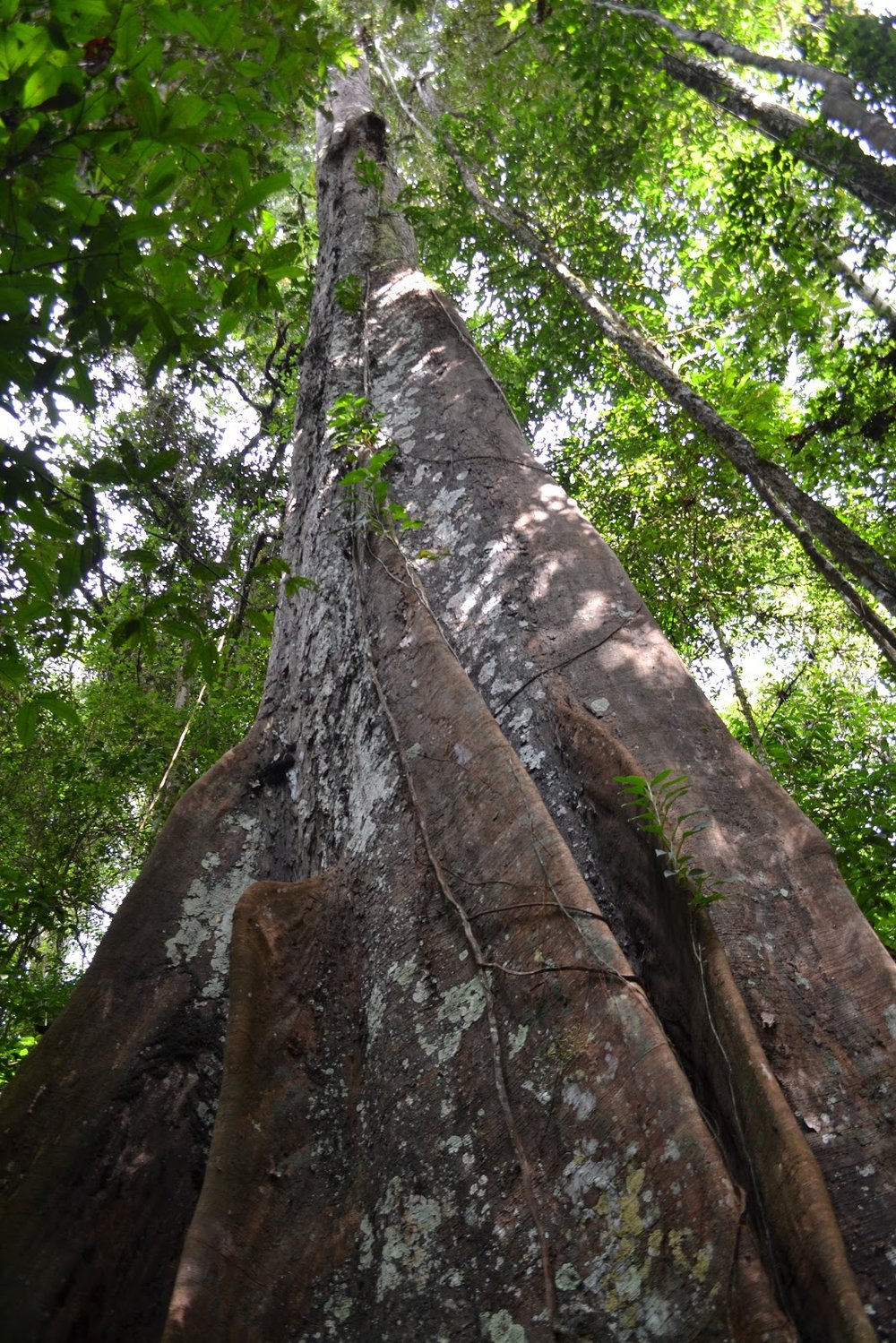 Amazônia Verdadeira: Venha Sentir o Pulso da Floresta (Foto: Victor Hugo).