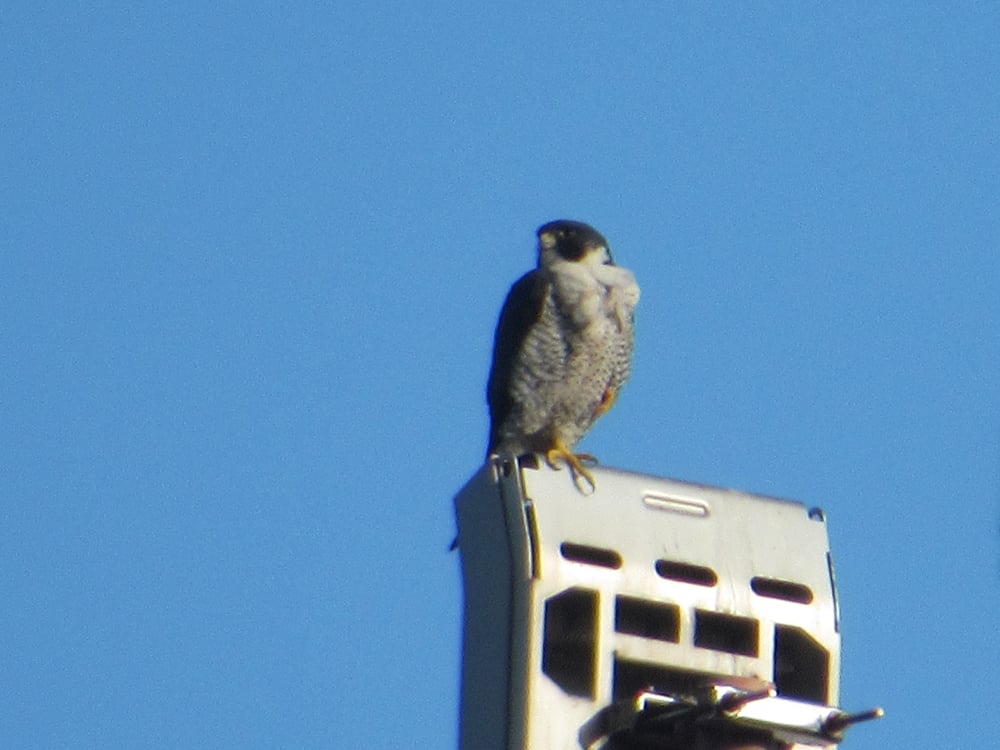 Falcão-peregrino