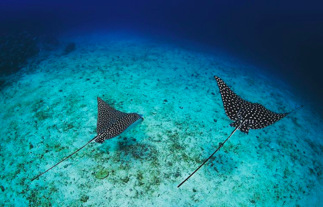 MERGULHO PARA CREDENCIADOS NA ILHA DE ÂNCORA EM BÚZIOS