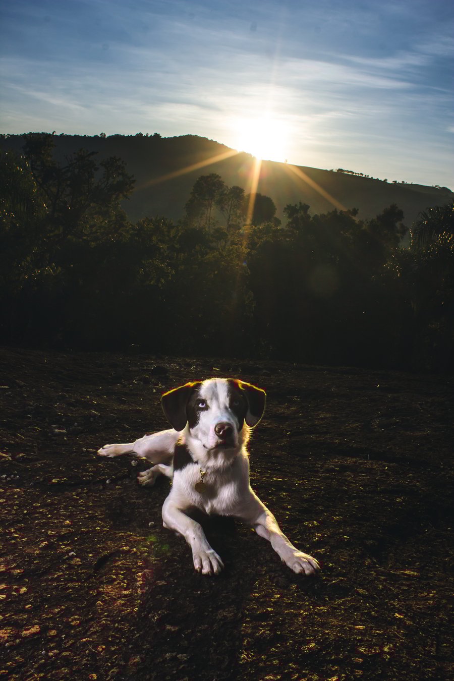 ensaio fotográfico com pet