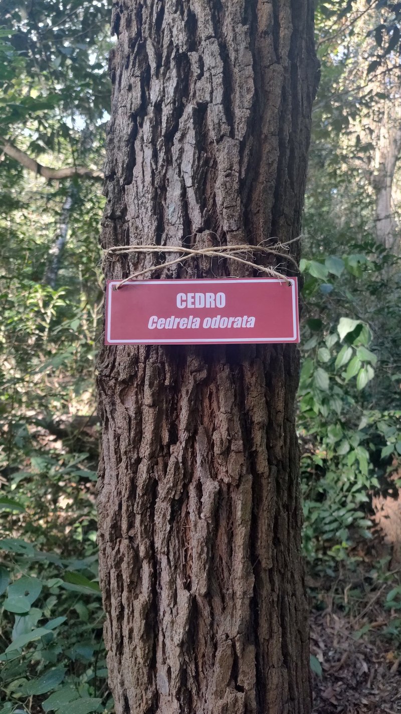 Espécies Nativas