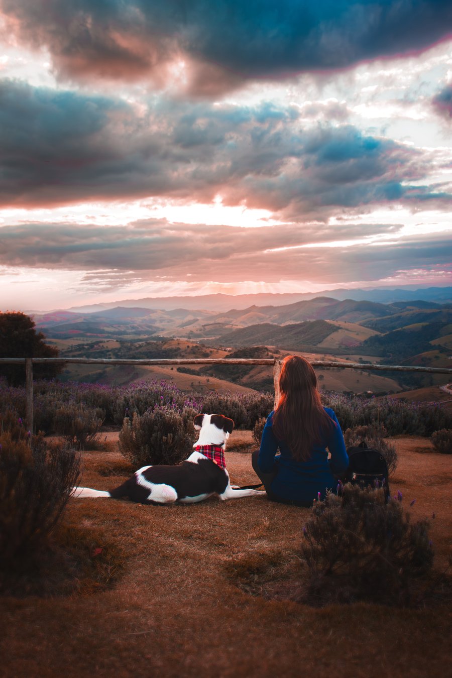 ensaio fotográfico com pet