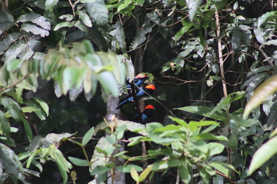 Tangará (Chiroxiphia caudata)