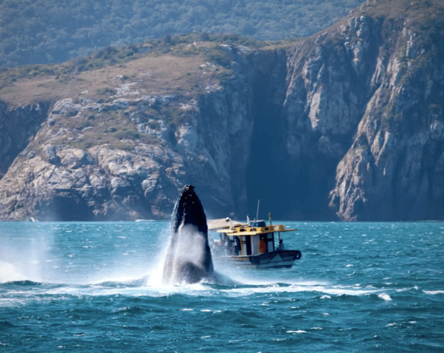 Passeio para ver baleia em Arraial do Cabo