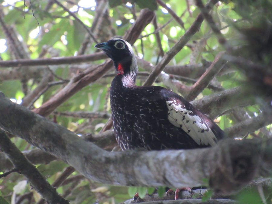Jacutinga
