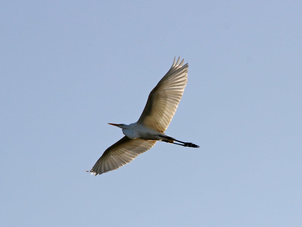 OBSERVAÇÃO DE AVES NO PARQUE ECOLÓGICO MONSENHOR SALIM