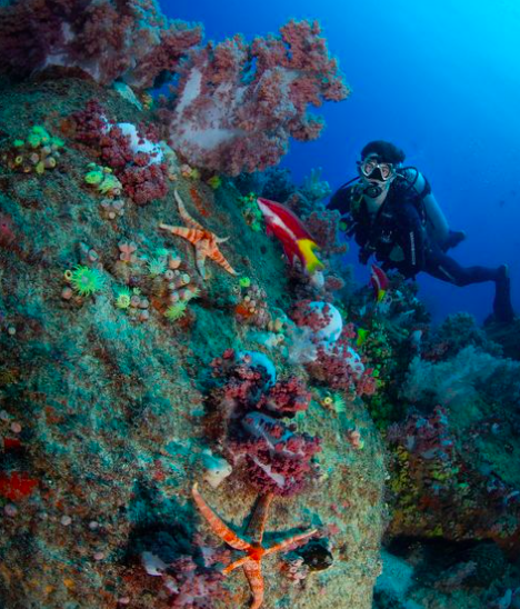 MERGULHO PARA CREDENCIADOS NA ILHA DE ÂNCORA EM BÚZIOS