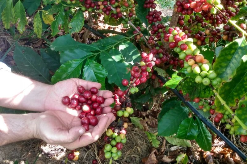 DO CAFEZAL AO CAFEZINHO 