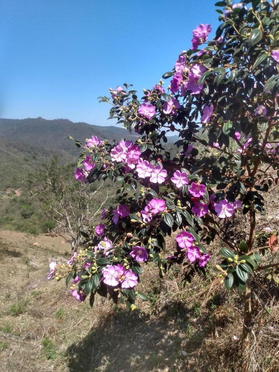 flora local