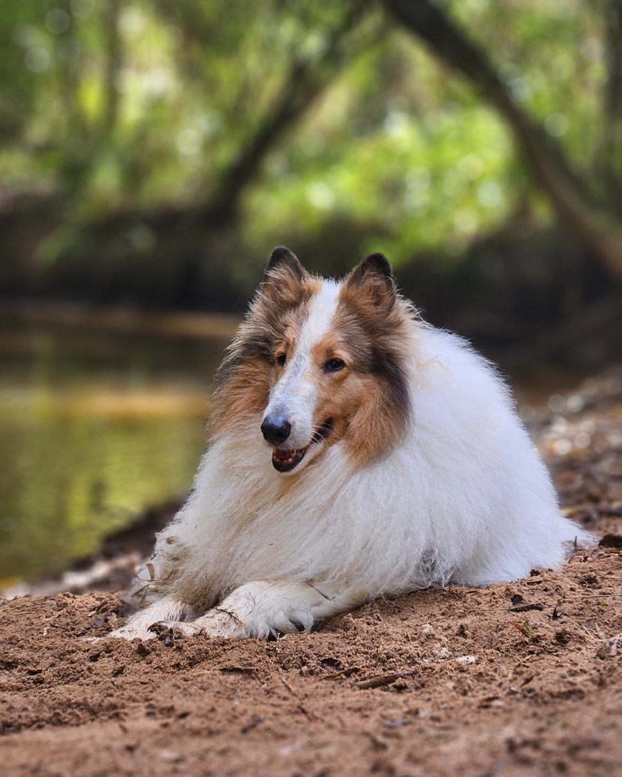 Retiro Casulo Pet Friendly