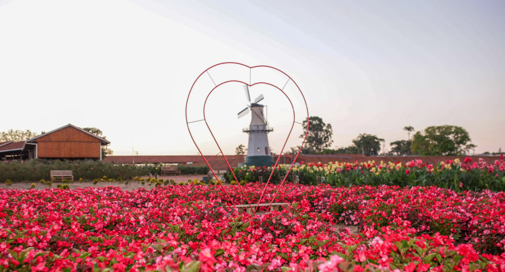 LOCAÇÃO DE CENÁRIO FOTOGRÁFICO EM UMA FAZENDA DE FLORES