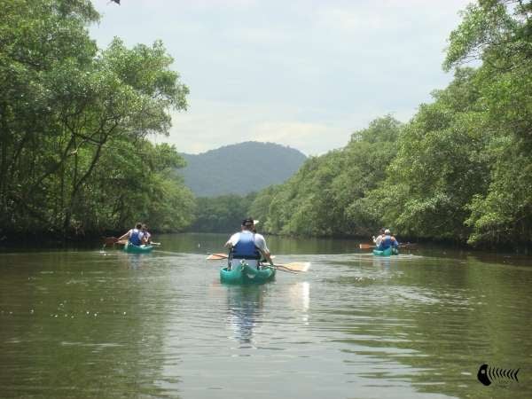 Canoagem Ecológica no Manguezal Praia Grande e São Vicente SP