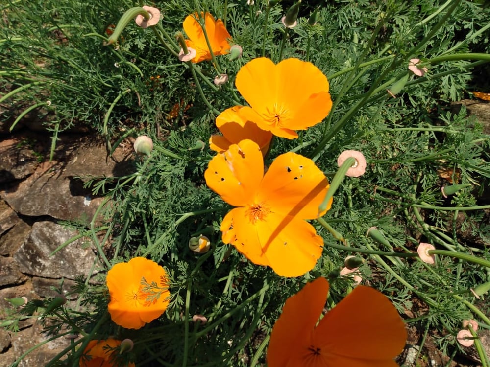 13/08 Santo Antonio do Pinhal e Jardins Temáticos EccoParque