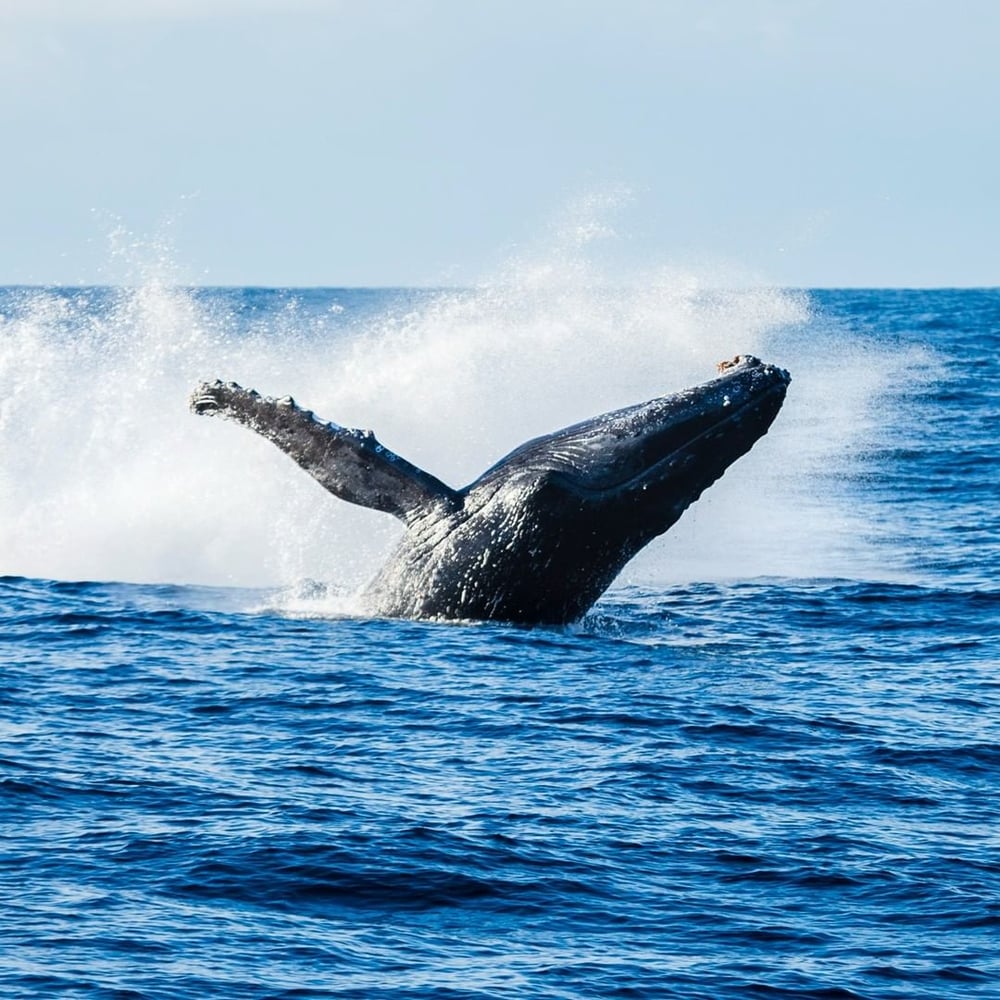 Baleia Jubarte em Porto Seguro 