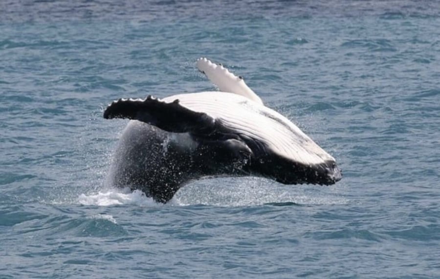 Filhote feliz dando salto