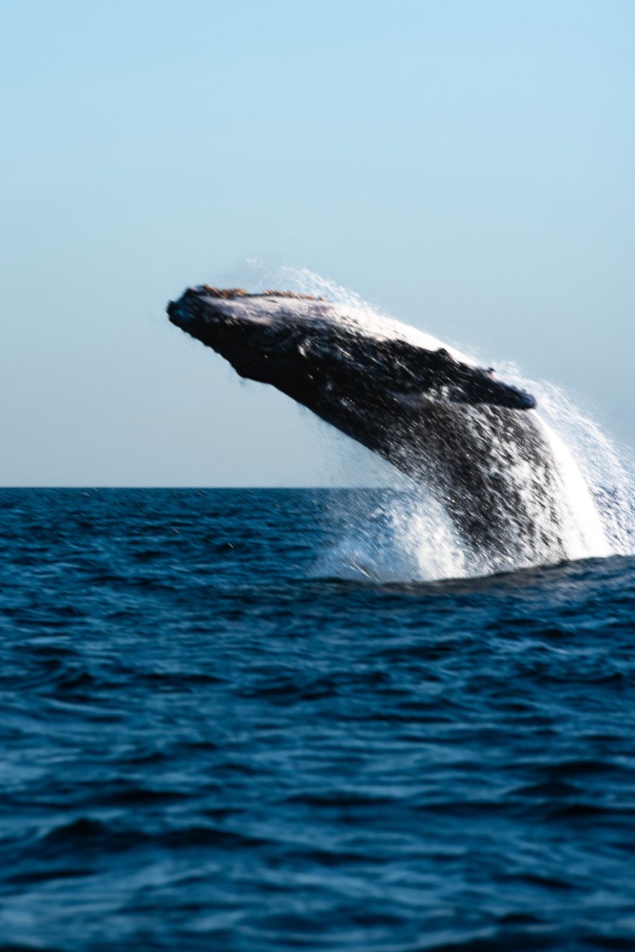 Avistamento de Baleias