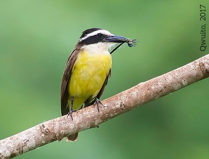 Aves