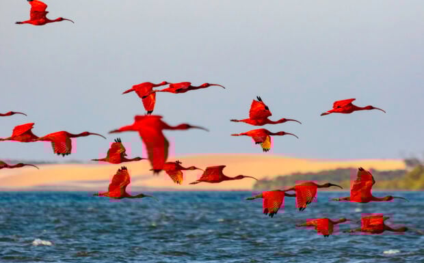 Guarás -  Delta do Rio Parnaíba