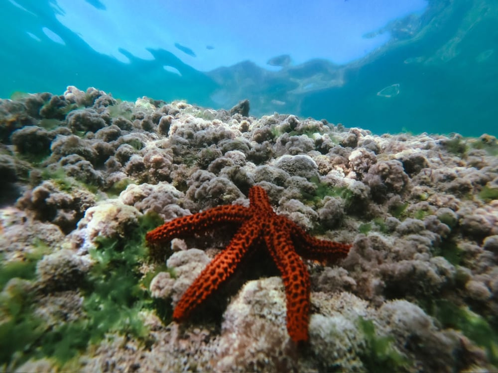 Mergulho de Snorkel na Praia em Arraial do Cabo