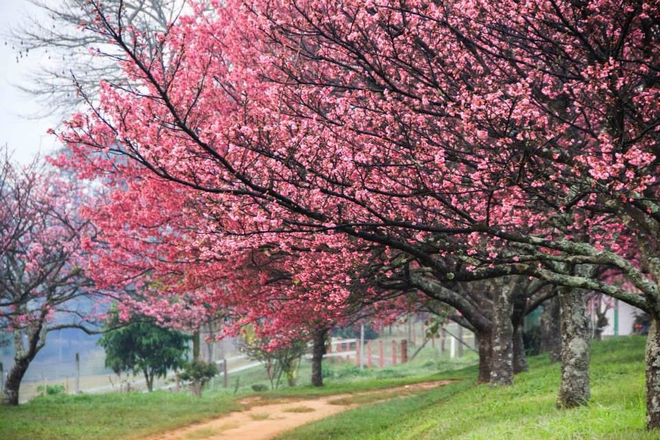 03/07 Sakura-Matsuri: Festival das Cerejeiras e Rota do Vinho em São Roque