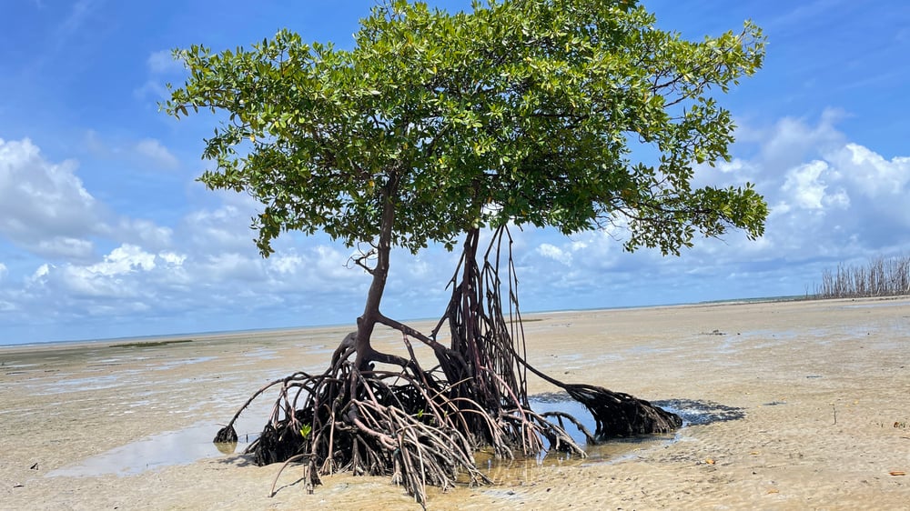 Paisagens naturais vistas no passeio de barco 