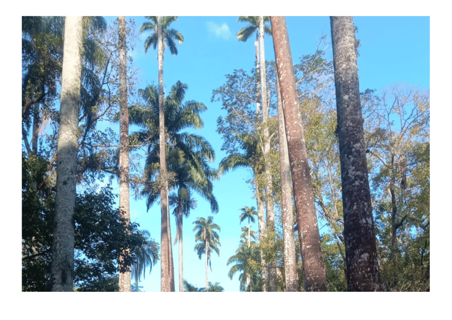 Jardim Botânico, um oásis no meio da cidade do Rio de Janeiro