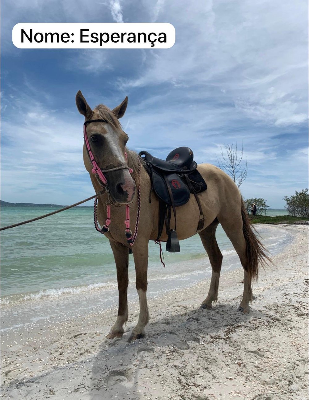 Passeio a Cavalo em Arubinha em Arraial do Cabo