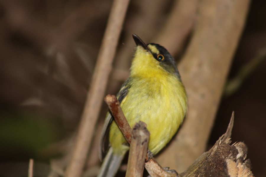 Teque-teque (Todirostrum poliocephalum)