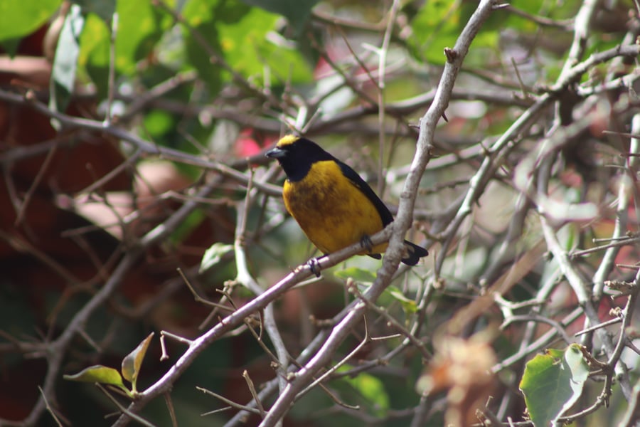 Fim-fim (Euphonia chlorotica)