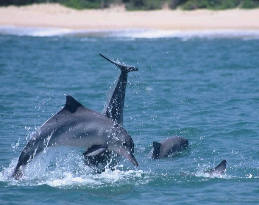 Baía dos Golfinhos