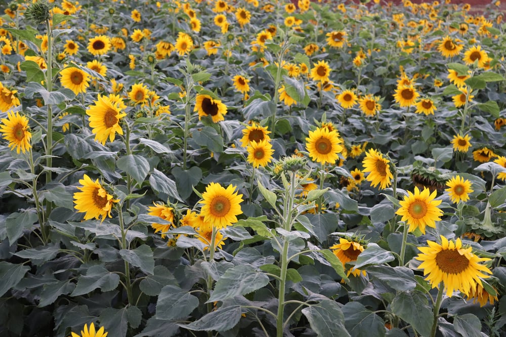 LOCAÇÃO DE CENÁRIO FOTOGRÁFICO EM UMA FAZENDA DE FLORES