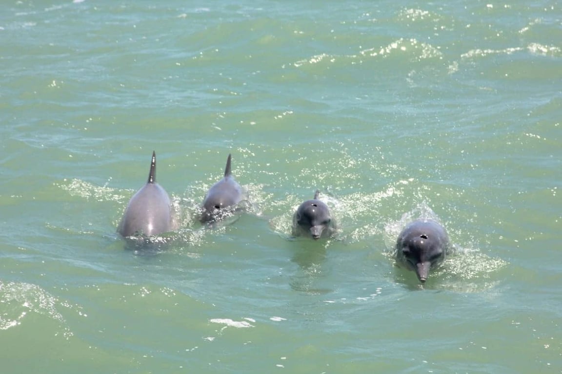 Onde Observar Golfinhos em Natal: Um Guia Completo