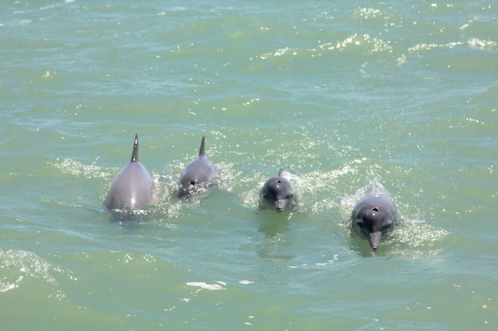 Onde Observar Golfinhos em Natal: Um Guia Completo