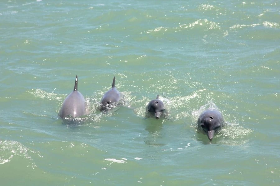 Onde Observar Golfinhos em Natal: Um Guia Completo