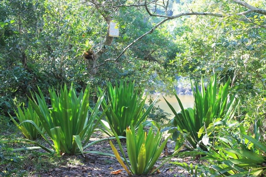 Praia da Lagoa