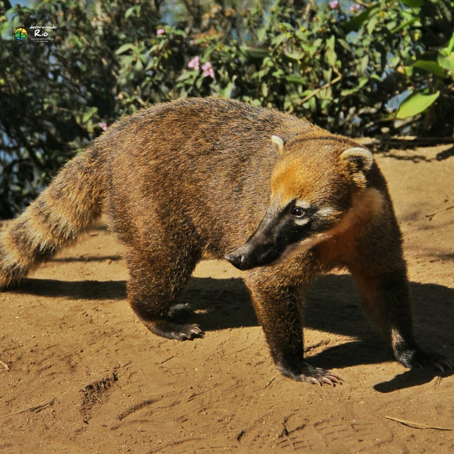 quati no pico da tijuca