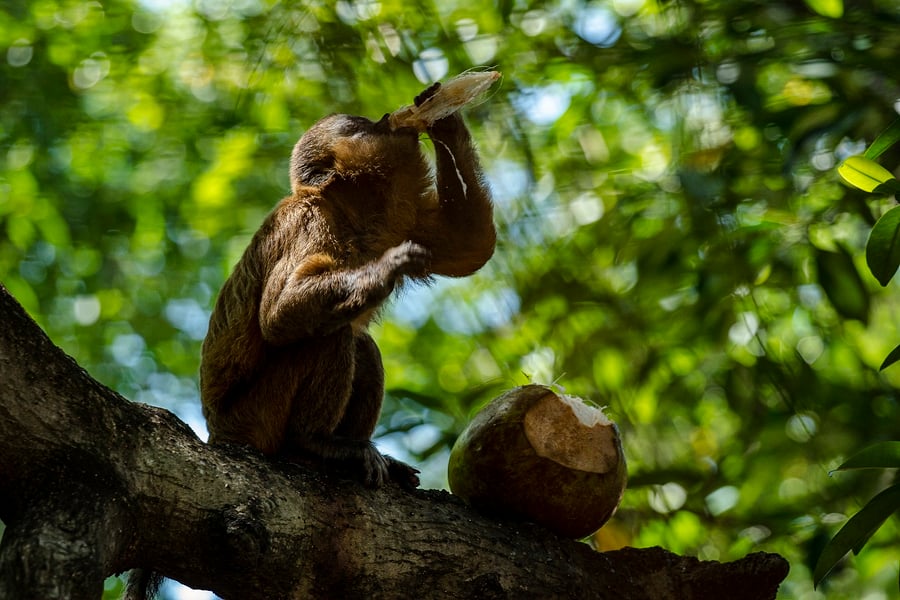 Macacos em Vassouras