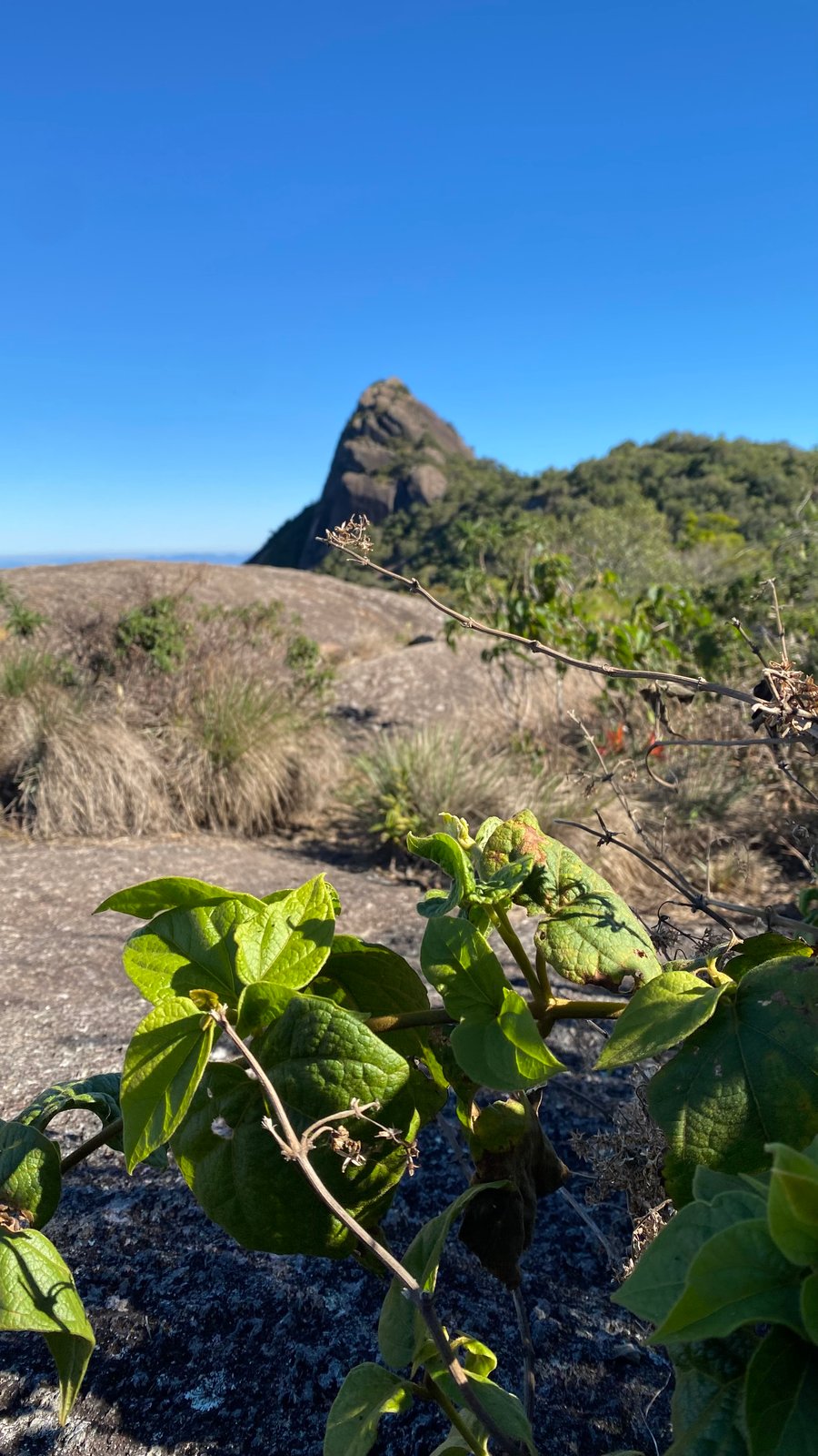 Avistamento do Cume do Pico do Lopo da Pedra das Flores.