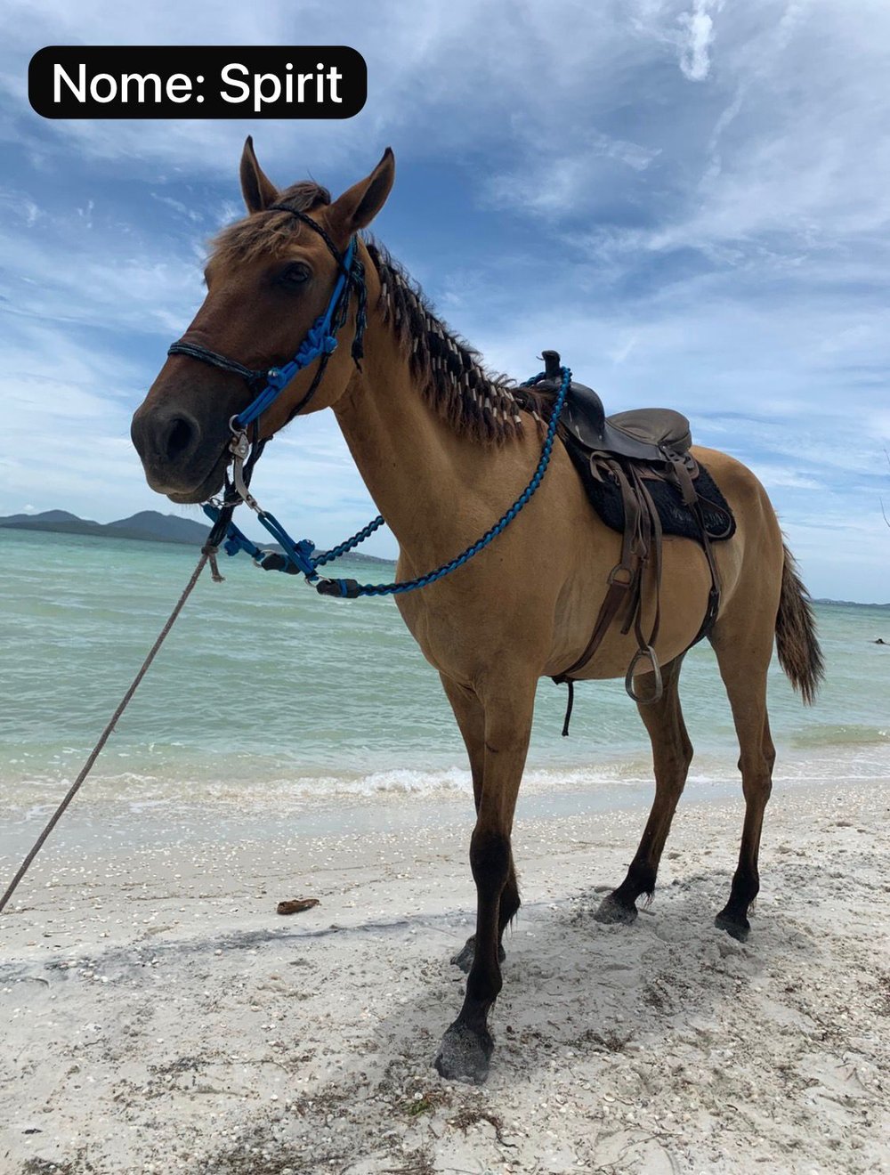 Passeios a Cavalo em Arraial do Cabo