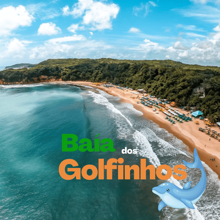 Descubra como ver os Golfinhos em Pipa de forma incrível