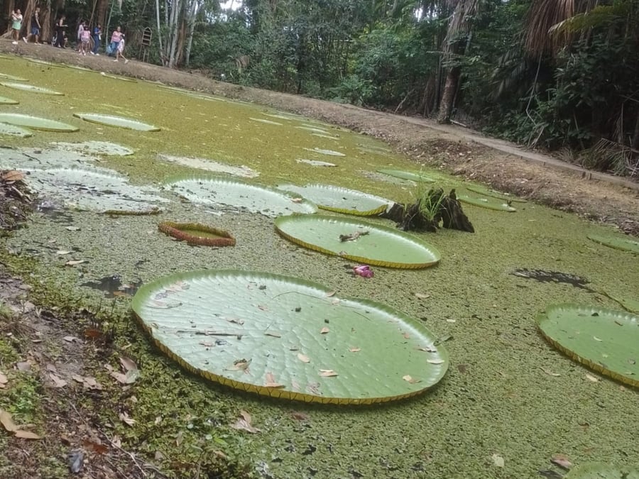 Plantas aquáticas vitória regia