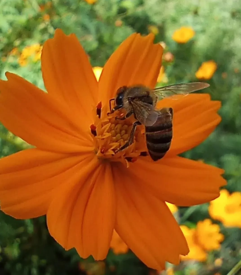 A Grota do Recreio (Meliponário), é uma interessante experiência no mundo das Abelhas Sem Ferrão (ASF)